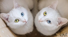 Фотошоп это или реальность. Снимки кошек заинтриговали интернет. ФОТОрепортаж