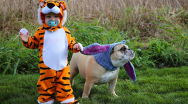10 ужасно милых костюмов на Хэллоуин для домашних животных