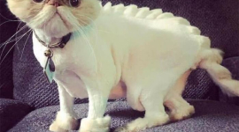 10 очаровательных кошек с драконьими стрижками рассмешили интернет