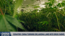 Сенатор: Китай перетворює землю Оклахоми на ферми з виробництва наркотиків (ВІДЕО)