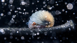 На конкурсе «Лучший фотограф океана 2023 года» представлены волшебные фото обитателей океана