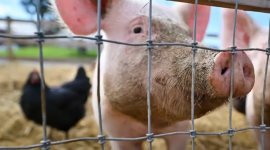 В США впервые обнаружен птичий грипп H5N1 у свиньи