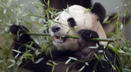 У шотландському зоопарку очікують періоду спарювання панд