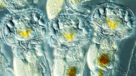 Переможці конкурсу мікрофотографії Olympus BioScapes 2012