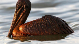 Нефтяное пятно в Мексиканском заливе нанесло огромный ущерб окружающей среде. Фоторепортаж 