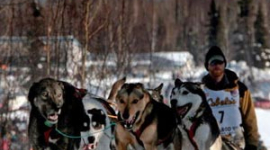 На Аляске начался знаменитый пробег на собачьих упряжках Идитарод (фотообзор)