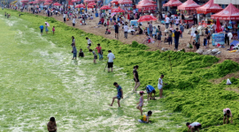 Нашествие зеленых водорослей на пляжи Циндао