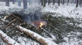 Под Киевом вырубают большой участок леса