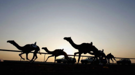 Фотоогляд: Верблюжі перегони