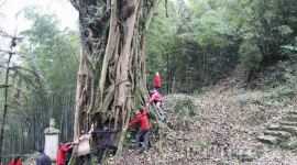 В Китае растёт дерево, посаженное великим полководцем более тысячи лет назад