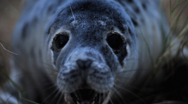 Тюлени — морские красавцы
