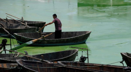 Озеро Чаоху в Китае покрылось водорослями по причине наличия неочищенных сточных вод