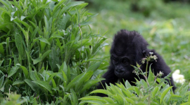 Дитинча горили вчиться ходити в Брістольському зоопарку