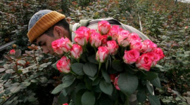 Прекрасные розы ко Дню Святого Валентина (фотообзор) 