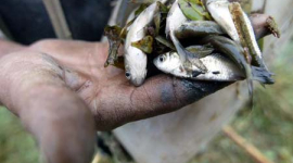 Экологический кризис озера Дунтин