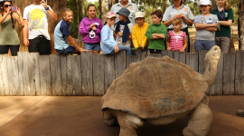 Вихованці зоопарку в австралійському місті Даббо