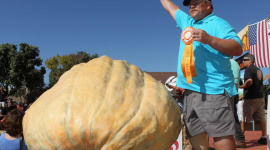 Самая большая тыква, выставленная для обозрения на Ежегодном тыквенном чемпионате мира, весит 696 кг 