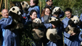Дитинчата панди приїхали в Китайський центр захисту й вивчення гігантських панд (фотоогляд)