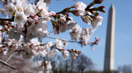 Фестиваль цветения вишни в Вашингтоне