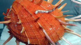 Уникальная коллекция морских раковин (фотообзор)