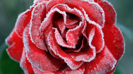 Покрытые инеем розы — в Англию пришли первые заморозки