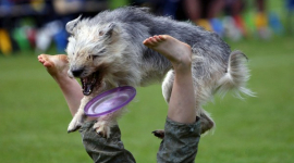 Фоторепортаж: Конкурс по фрисби среди собак