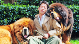 Огромного щенка тибетского мастифа продали за $1,9 млн