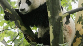 У центрі одного з міст Китаю з'явився дикий панда