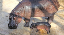 Малятко-бегемот народилося в Берлінському зоопарку