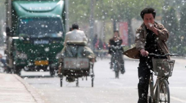 Пекинцы страдают от тополиного и ивового пуха
