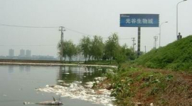 Берег китайского озера Наньху заполнен дохлой рыбой и зловонным запахом. Фотообзор