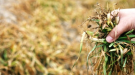 В Китае усиливается засуха, цены на зерновые повышаются