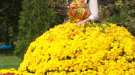 Выставка императорских хризантем проходит в Киеве