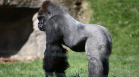 В Лондонському зоопарку облаштовується горила Кумбука
