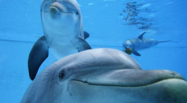 Стоит ли украинцам ходить в дельфинарии?