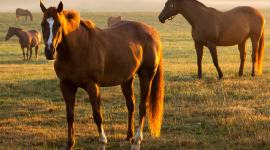 В «Парке Киевская Русь» покажут 20 пород лошадей