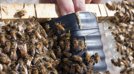 Прополис — «пчелиный клей» как сильнейший натуральный антибиотик