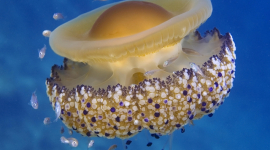 Медузи допоможуть очистити морську воду від пластику