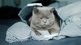Почему кошки так сильно любят бумагу и пластик?