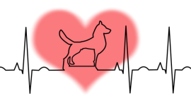  У собак ускоряется сердцебиение, когда они слышат «Я люблю тебя»