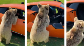 Игривый медведь оторвал дверь Lamborghini арабского шейха