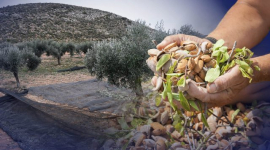 Іспанські фермери домагаються гарного врожаю на посушливих землях (ВІДЕО)