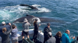 Троица горбатых китов полчаса развлекала туристов-фотографов на судне. ФОТОрепортаж