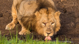 Снимок льва после 7-часового ожидания на сильной жаре поражает