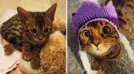 10 фотографій "Тоді і зараз" чарівних кошенят, які перетворилися на величних кішок