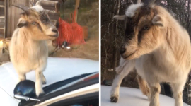 «Не ешь это!»:Уморительная коза залезла в салон патрульной машины и съела документы
