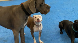 Найбезглуздіші фотографії "несправних" веселих собак