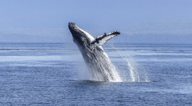 Згідно з дослідженням, сині кити щодня поглинають до 43,6 кг шматочків мікропластику