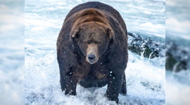 Набитый лососем: Бурый медведь "747" признан абсолютным победителем ежегодной "Недели жирного медведя"
