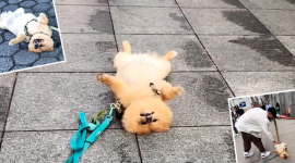 На оживленных улицах Нью-Йорка пес прикидывается мертвым, требуя от незнакомцев погладить живот